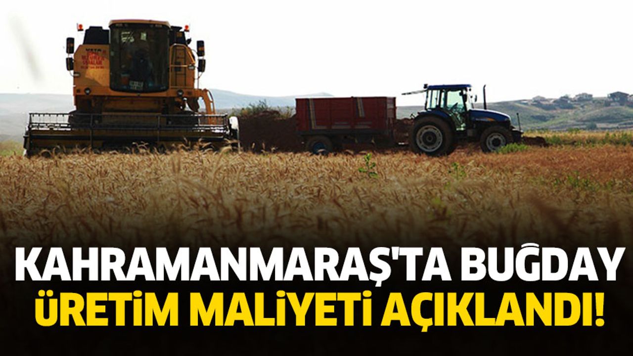 Kahramanmaraş'ta buğday üretim maliyeti açıklandı!