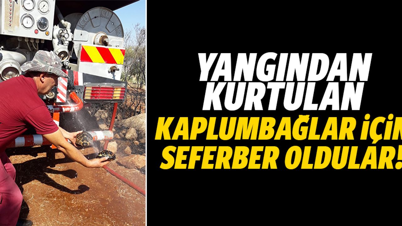 Yangından kurtardıkları kaplumbağalar için seferber oldular!
