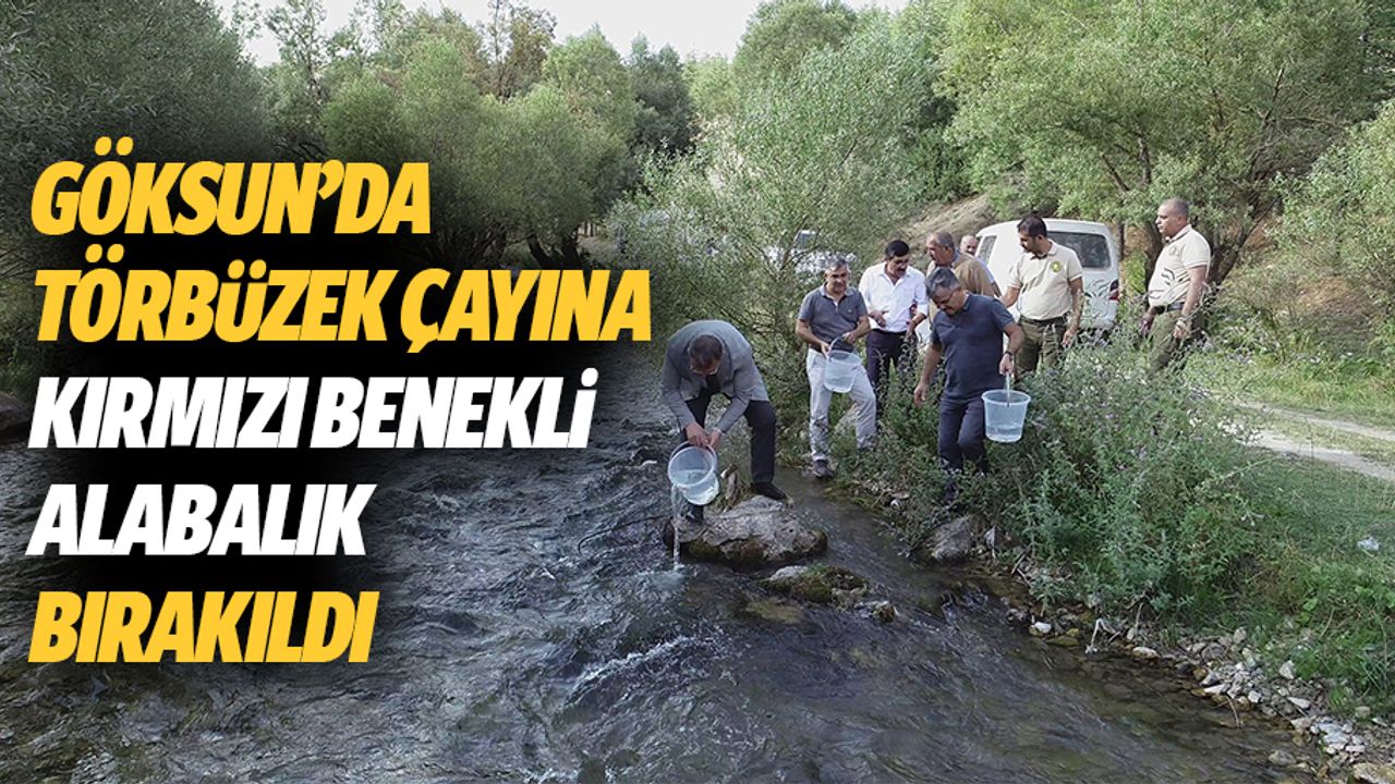 Göksun’da Törbüzek Çayına Kırmızı Benekli Alabalık Bırakıldı