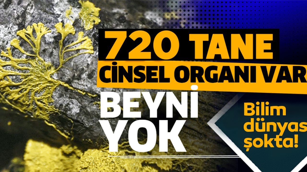 720 cinsel organı var, beyni yok...
