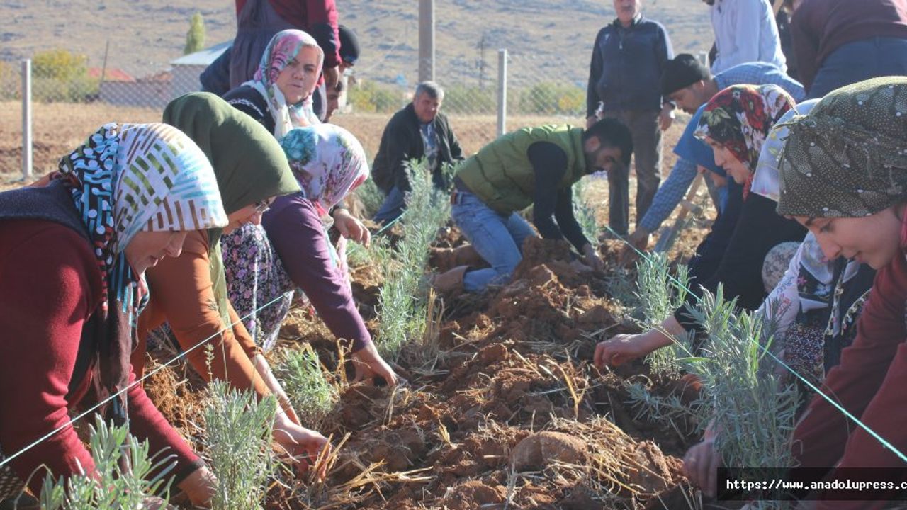 Afşin Genç Girişimciler Sayesinde Lavanta kokacak!