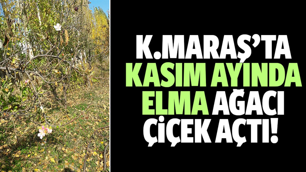 Kahramanmaraş’ta Kasım ayında elma ağacı çiçek açtı!