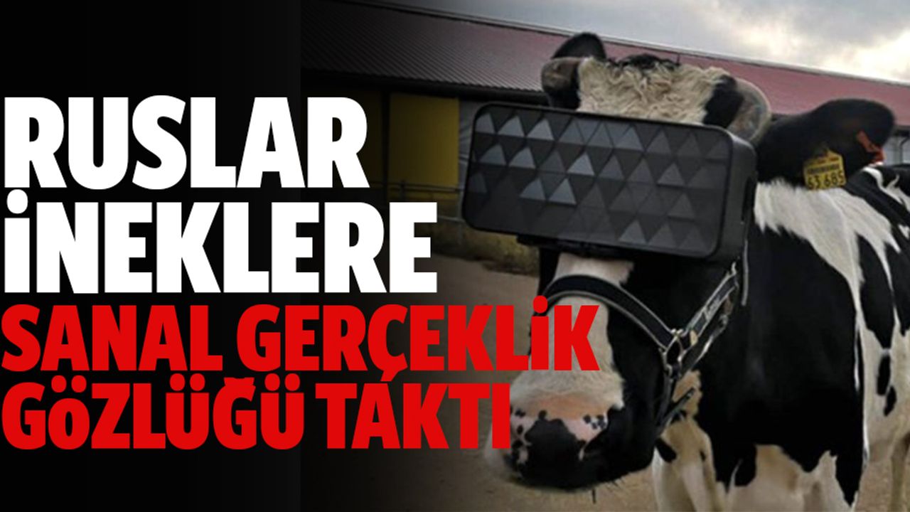 Ruslar İneklere Sanal Gerçeklik Gözlüğü Taktı