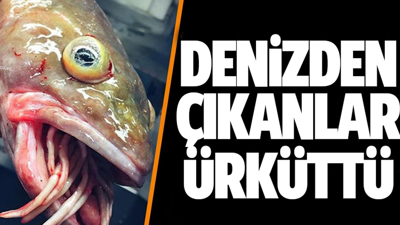 Fenomen balıkçı tuhaf deniz canlıları yakaladı!