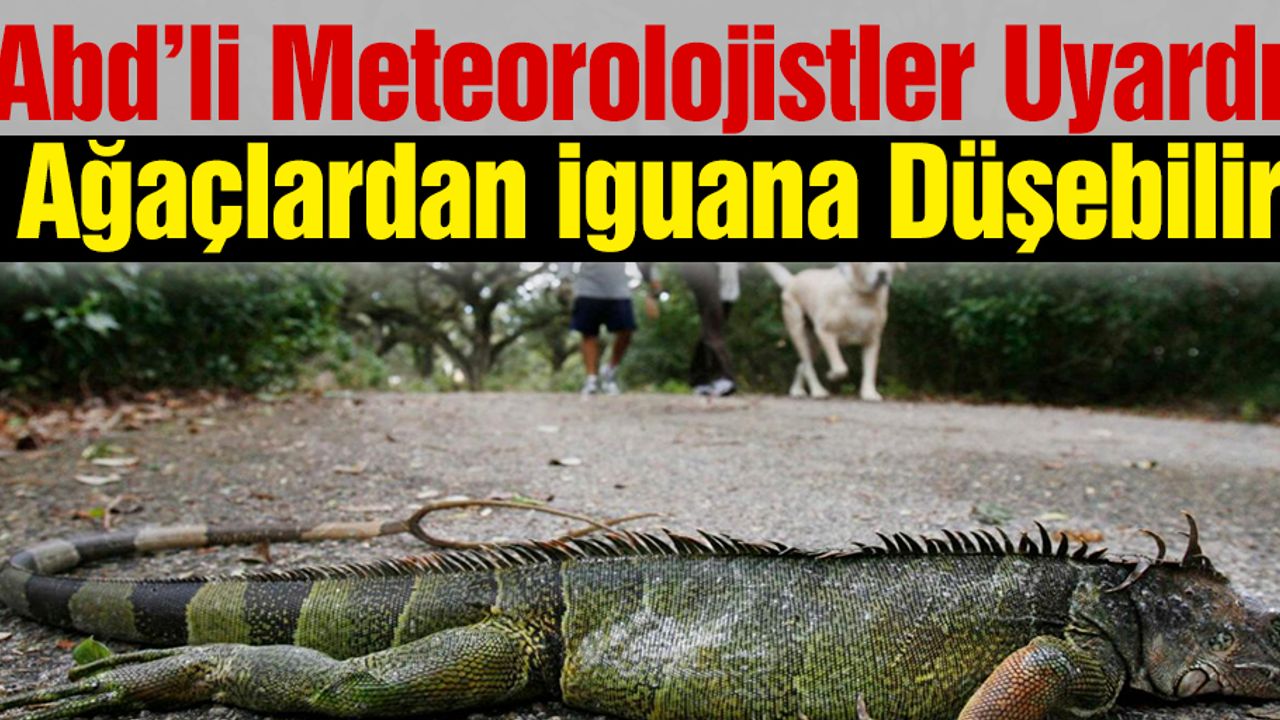 Abd’li Meteorolojistler Uyardı: Ağaçlardan İguana Düşebilir