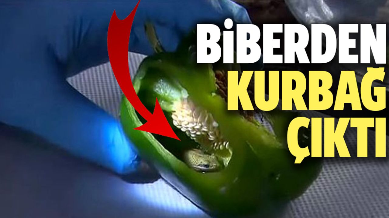 Dolmalık biberin içinden canlı kurbağa çıktı!