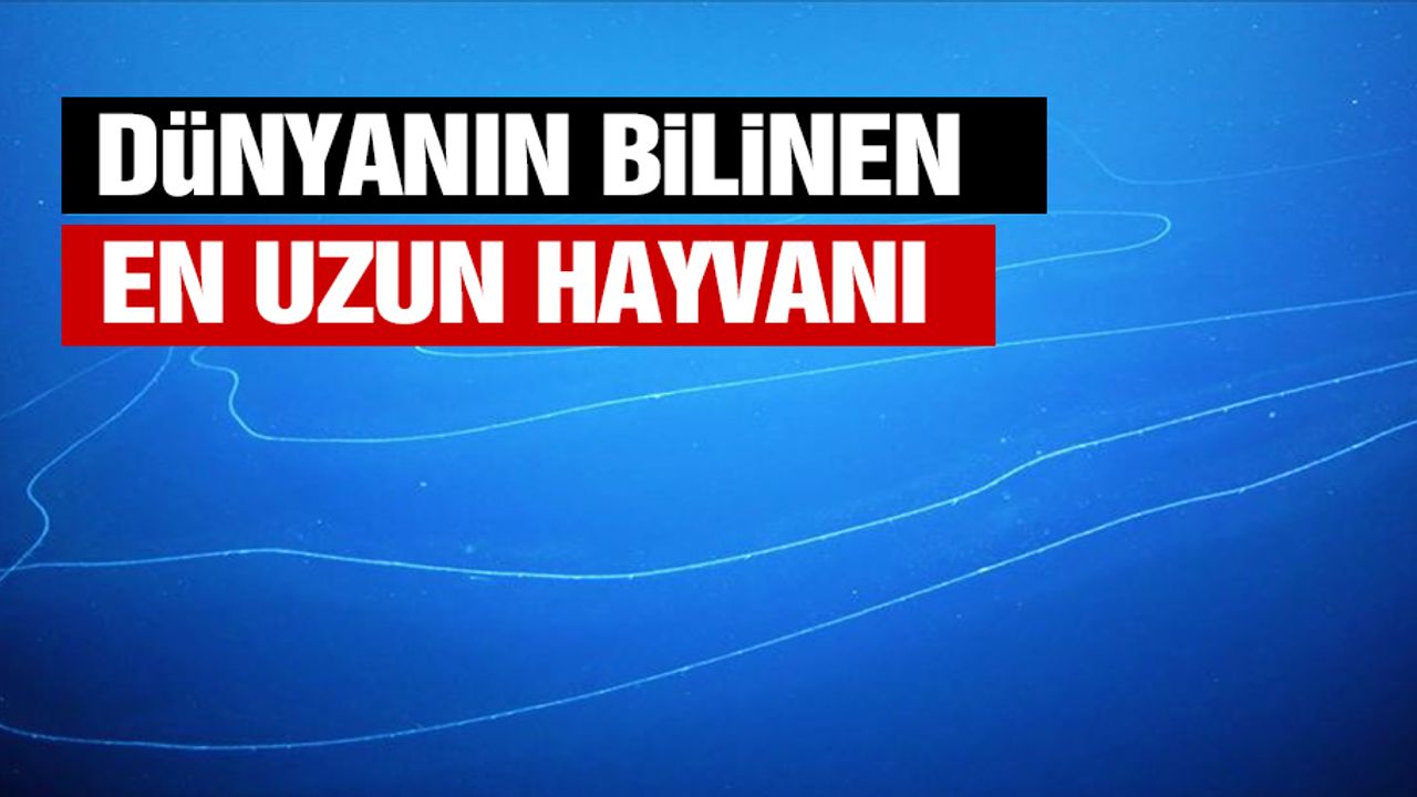 Okyanus Dibinde Bilinen En Uzun Hayvan Keşfedildi