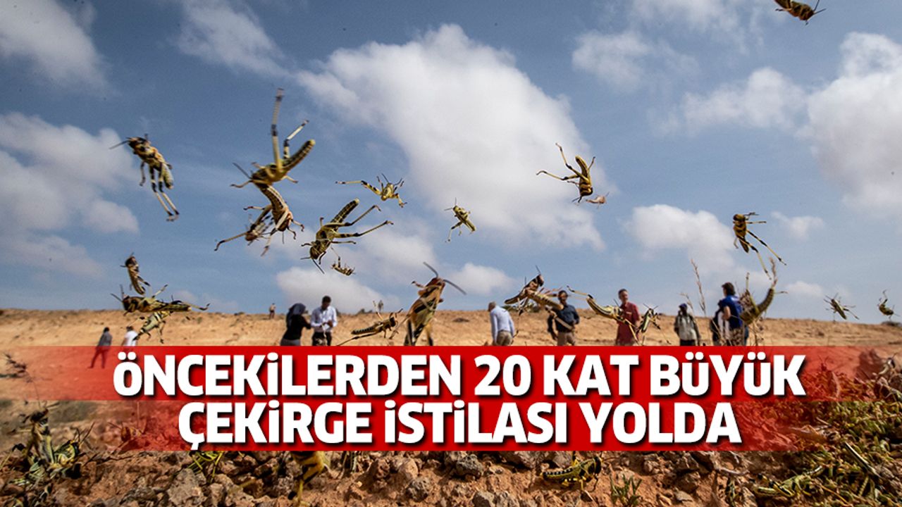 Öncekilerden 20 Kat Büyük Çekirge İstilası Gelebilir