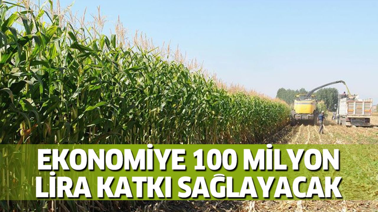 Yeni geliştirilen silajlık mısır ekonomiye 100 milyon lira katkı sağlayacak