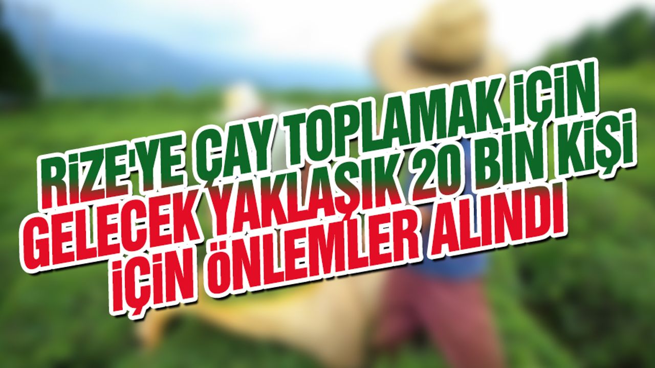 Rize'ye Çay Toplamak İçin Gelecek Yaklaşık 20 Bin Kişi İçin Önlemler Alındı