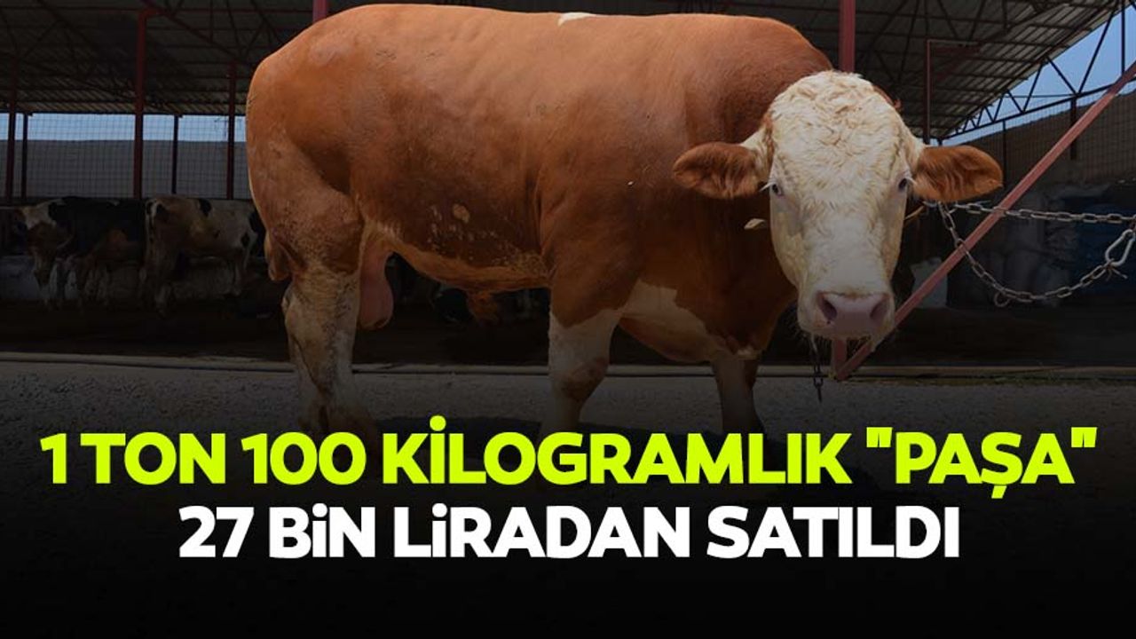 1 ton 100 kilogramlık "paşa" 27 bin liradan satıldı