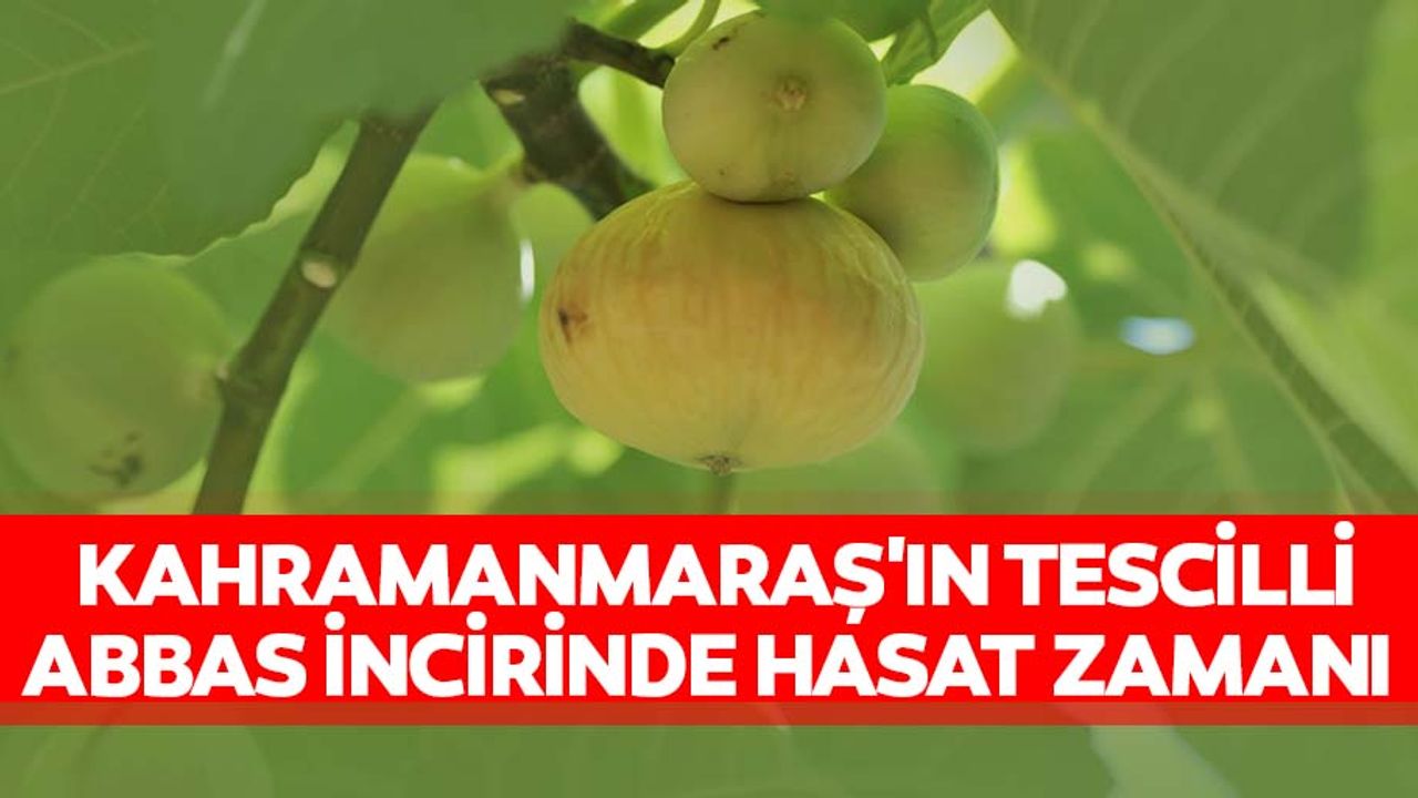 Kahramanmaraş'ın tescilli Abbas incirinde hasat zamanı