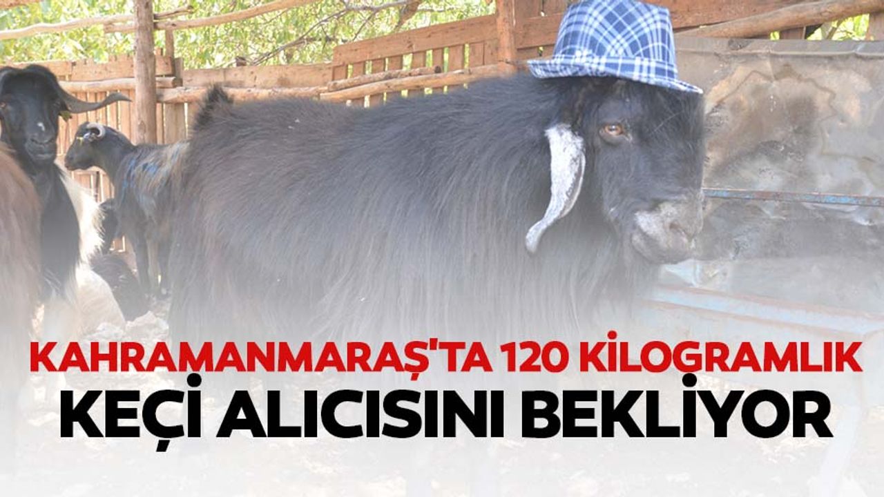 Kahramanmaraş'ta 120 kilogramlık keçi alıcısını bekliyor