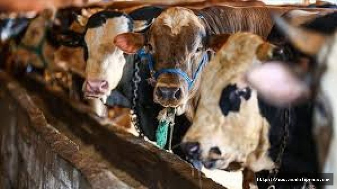 Onikişubatta kurban kesim ve satış yerleri açıklandı