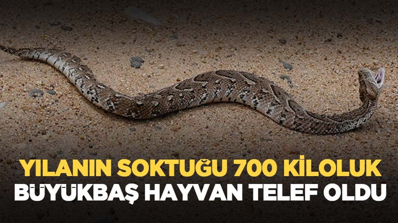 Yılanın soktuğu 700 kiloluk büyükbaş hayvan telef oldu