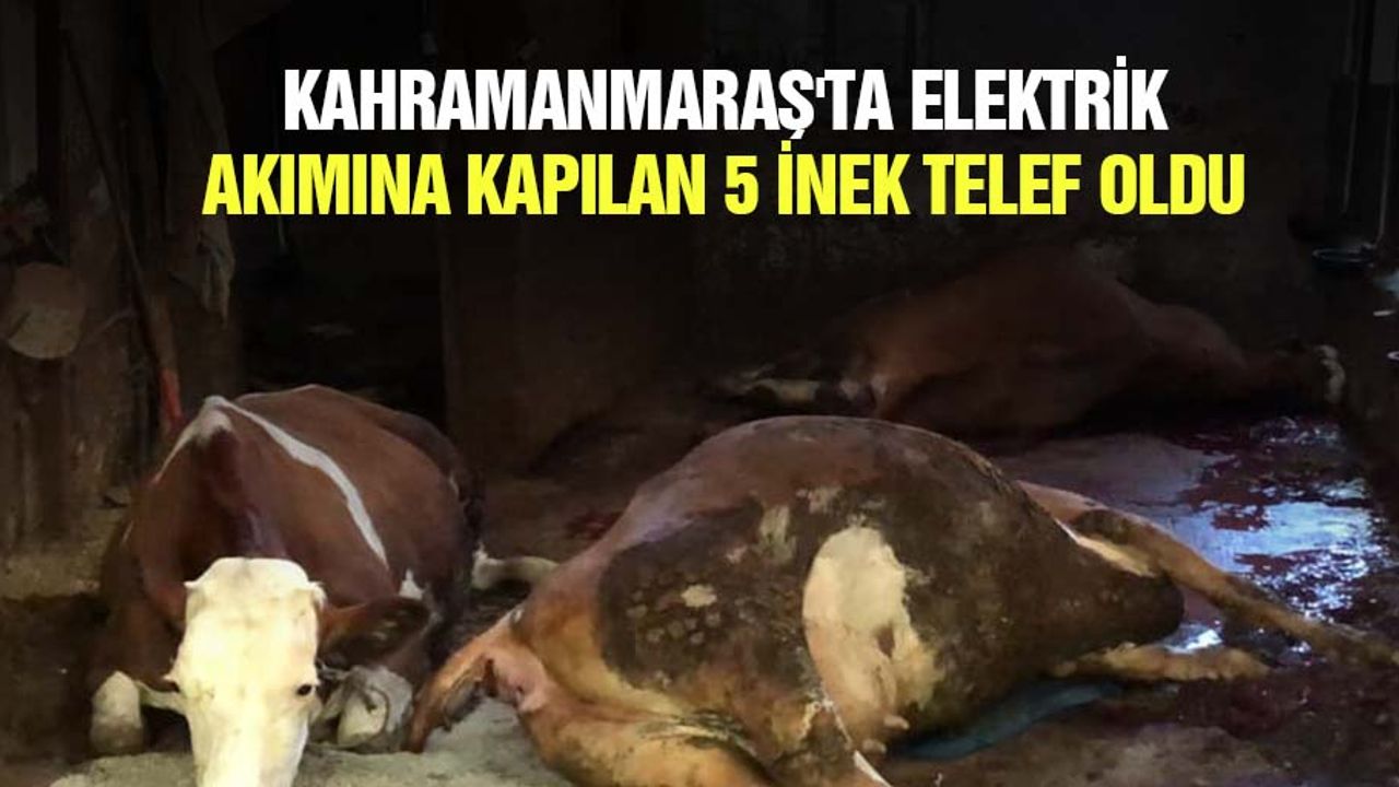 Kahramanmaraş'ta elektrik akımına kapılan 5 inek telef oldu
