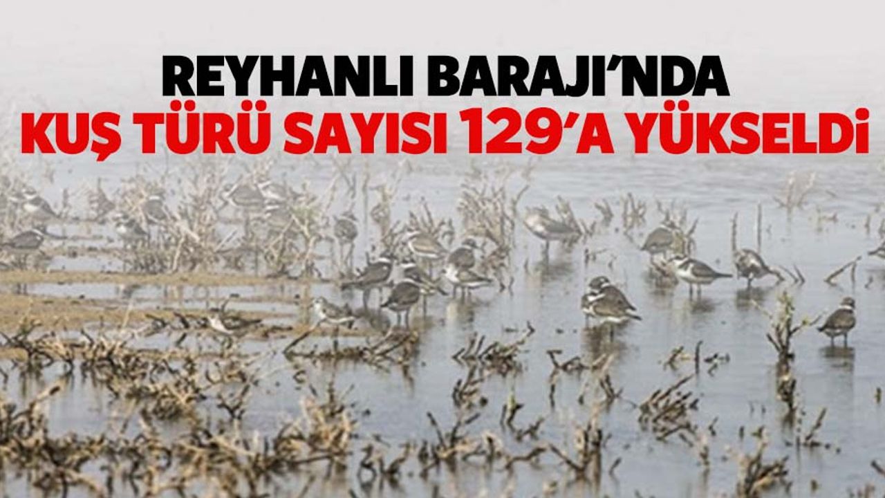 Reyhanlı barajı'nda kuş türü sayısı 129'a yükseldi