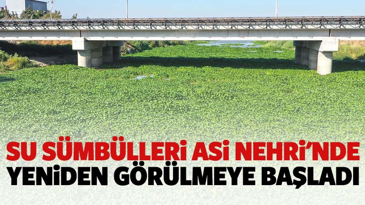 Su sümbülleri Asi nehri'nde yeniden görülmeye başladı