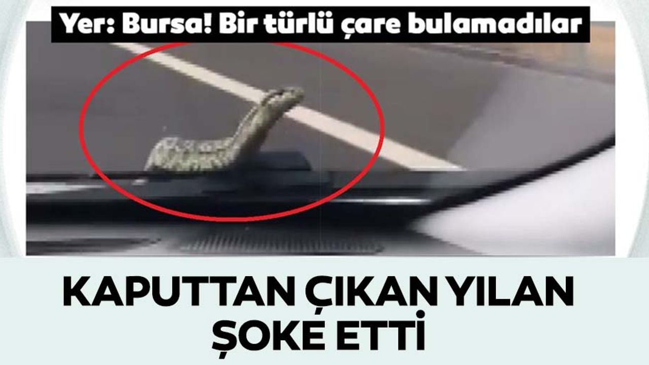 Kaputta çıkan yılanı görüntülediler ama bulamadılar