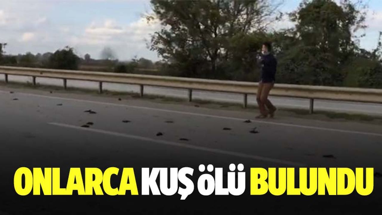 Sakarya Hendek'te E-5 üzerinde 50 civarında sığırcık kuşu ölü ve yaralı bulundu