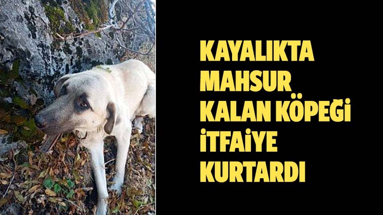 Kayalıkta mahsur kalan köpeği itfaiye kurtardı