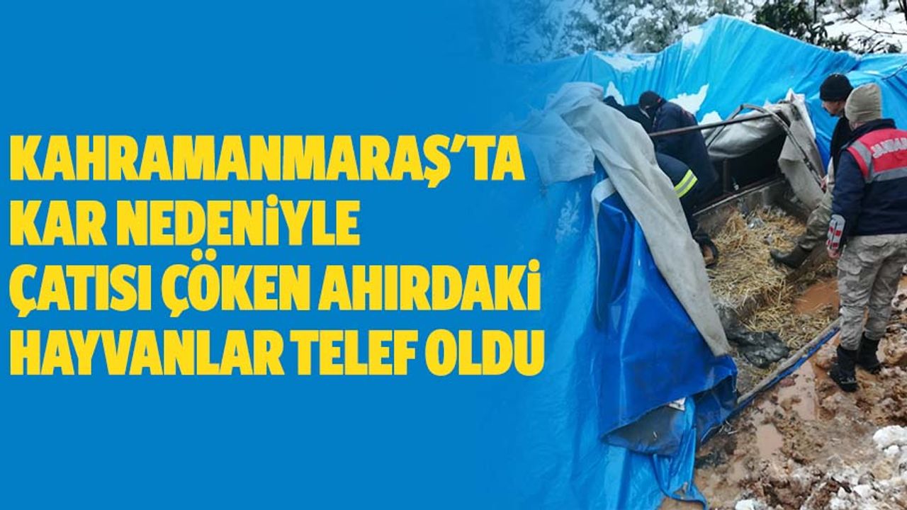 Kahramanmaraş'ta kar nedeniyle çatısı çöken ahırdaki hayvanlar telef oldu