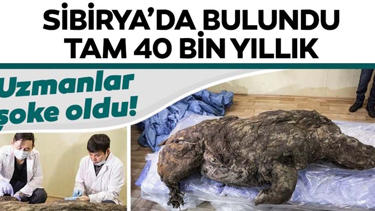 Sibirya’da bulundu! 40 bin yıldır bozulmamış