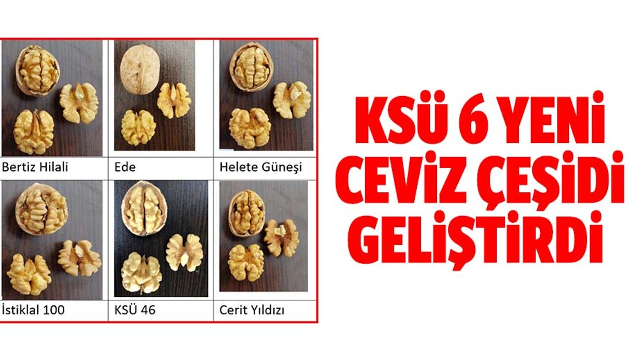 KSÜ 6 yeni ceviz çeşidi geliştirdi