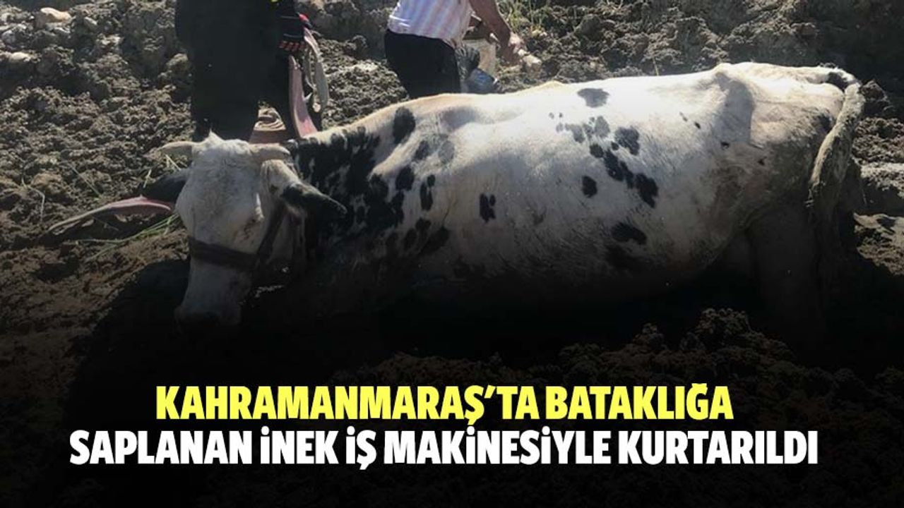 Kahramanmaraş'ta Bataklığa Saplanan İnek İş Makinesiyle Kurtarıldı