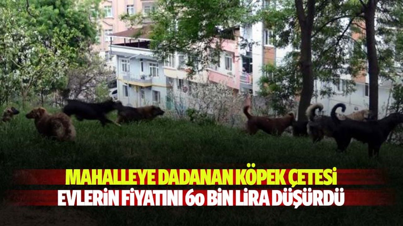 Mahalleye dadanan köpek çetesi evlerin fiyatını 60 bin lira düşürdü