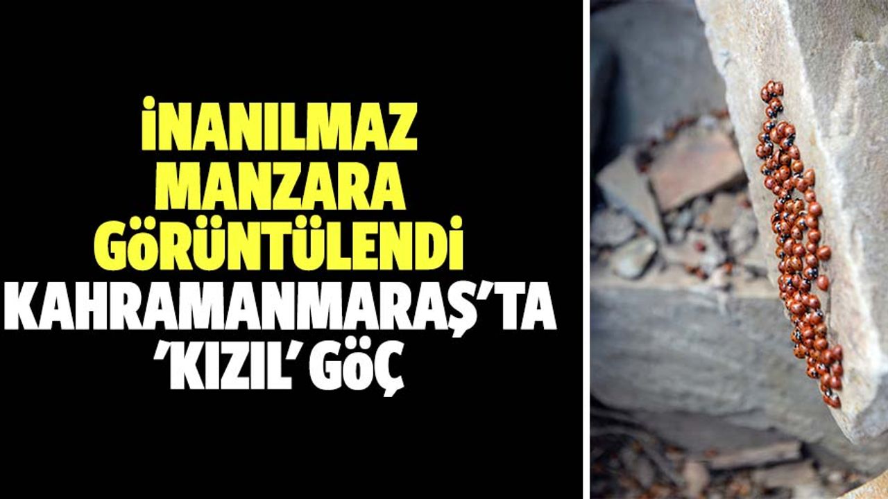 İnanılmaz manzara görüntülendi, Kahramanmaraş'ta 'kızıl' göç