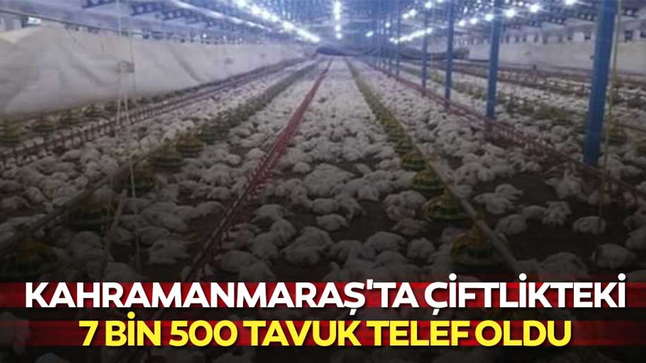 Kahramanmaraş'ta çiftlikteki 7 bin 500 tavuk telef oldu