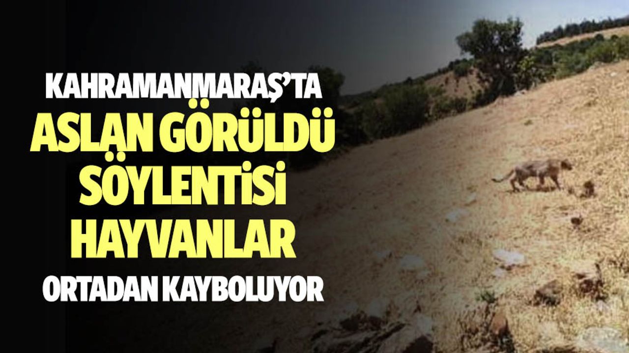 Kahramanmaraş’ta aslan görüldü söylentisi, hayvanları telef etti