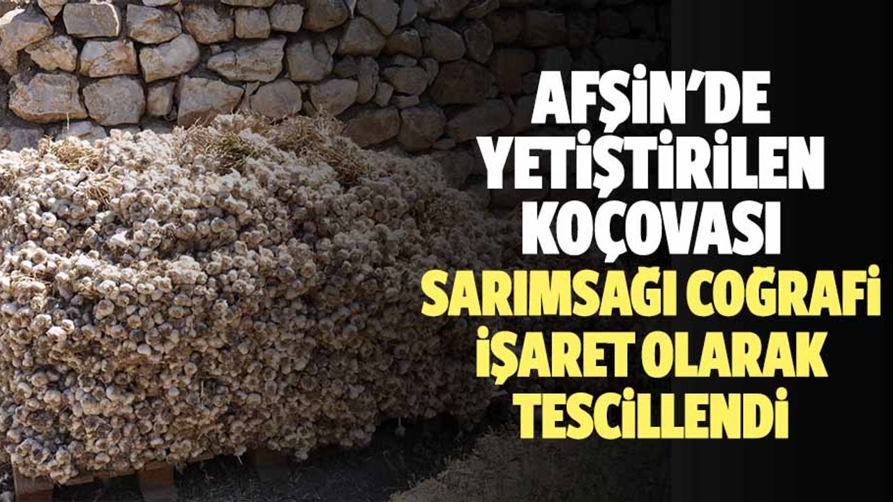 Afşin'de yetiştirilen Koçovası sarımsağı coğrafi işaret olarak tescillendi