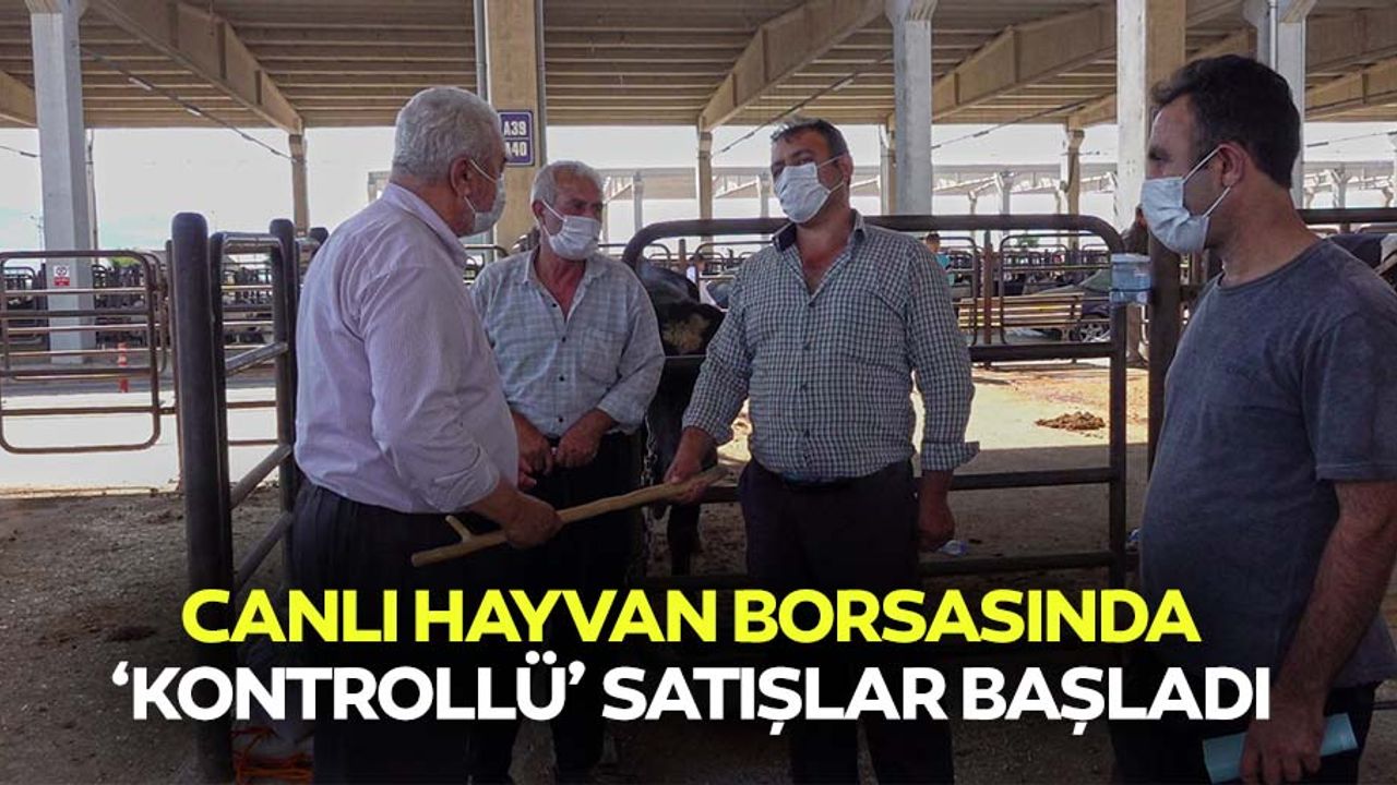 Canlı hayvan borsasında ‘kontrollü’ satışlar başladı