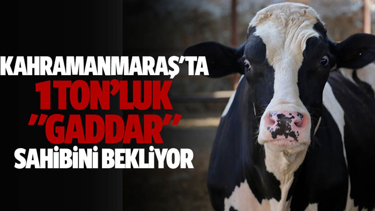 Kahramanmaraş'ta 1 ton "gaddar" sahibini bekliyor
