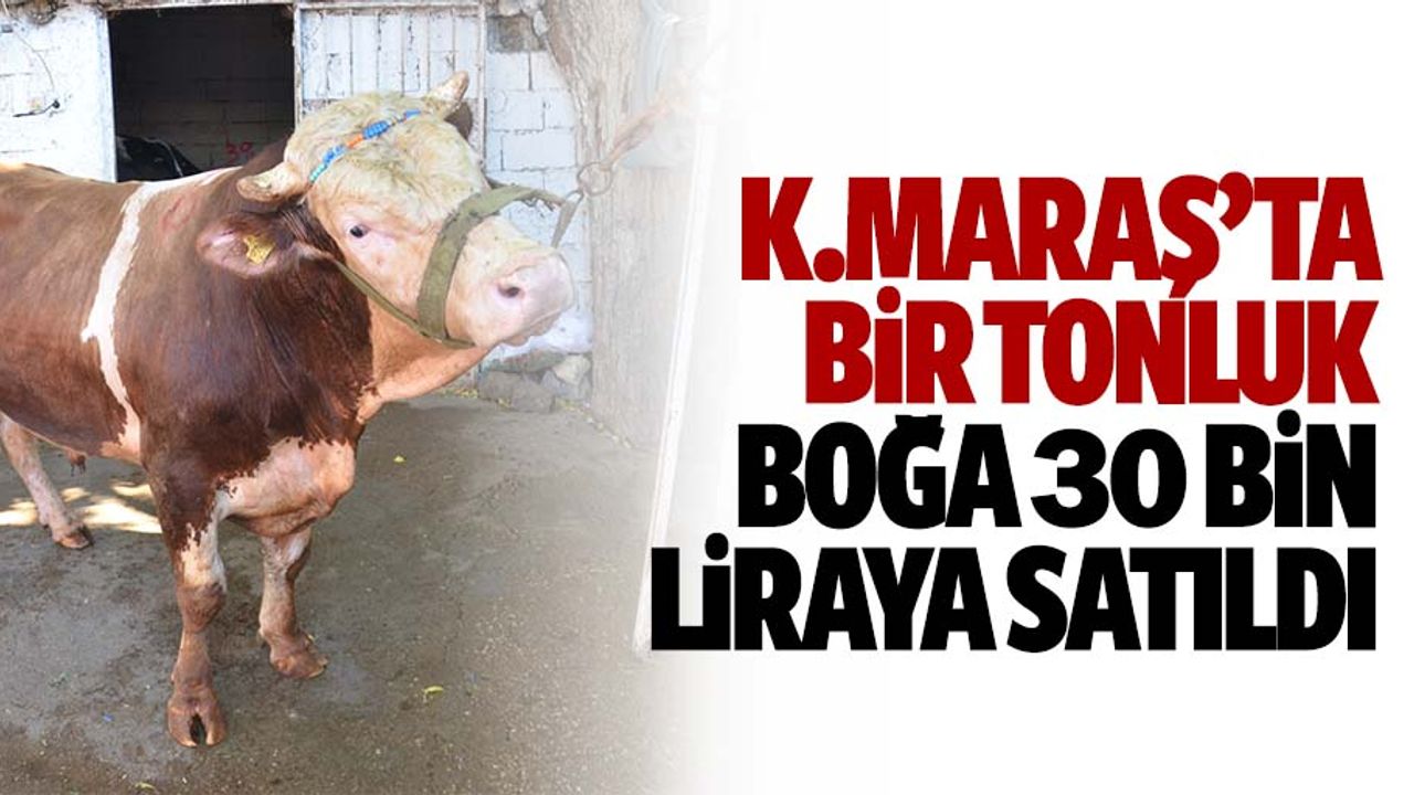 Kahramanmaraş'ta bir tonluk boğa 30 bin liraya satıldı