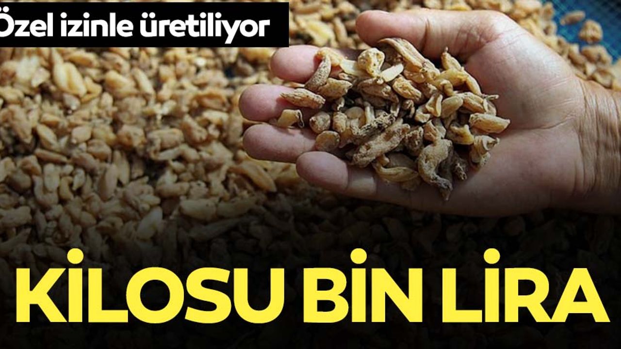 Kilosu 1000 lira! Özel izinle üretiliyor