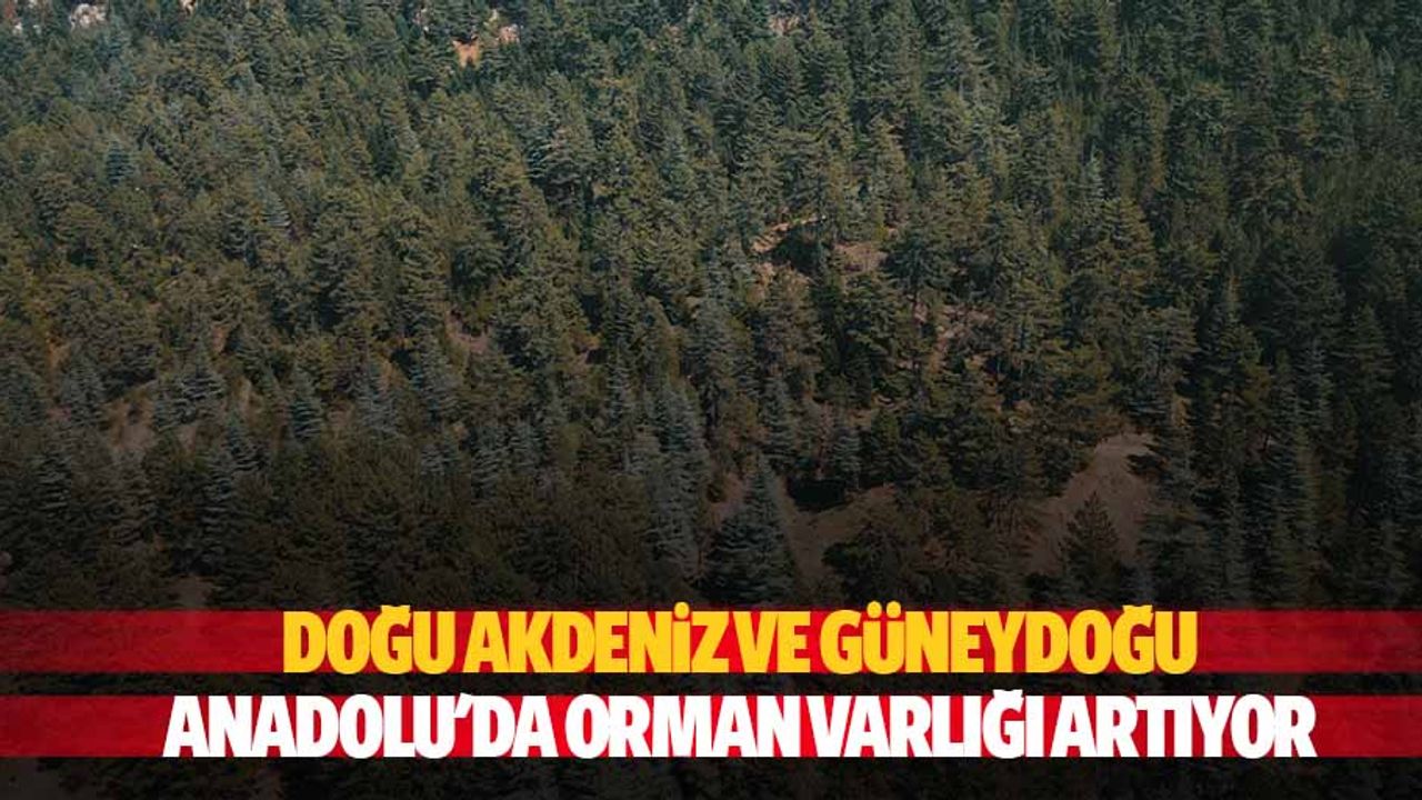 Doğu Akdeniz ve Güneydoğu Anadolu'da Orman Varlığı Artıyor
