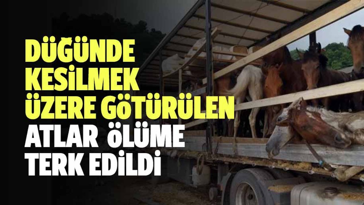Düğünde Kesilmek Üzere Götürülen Atlar Ölüme Terk Edildi