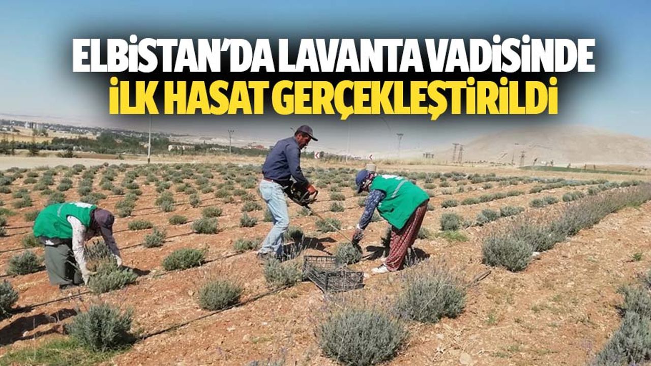 Elbistan'da Lavanta Vadisinde İlk Hasat Gerçekleştirildi