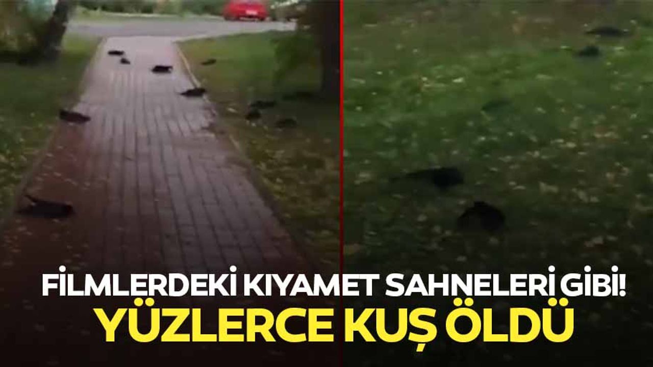 Filmlerdeki kıyamet sahneleri gibi! Yüzlerce kuş öldü