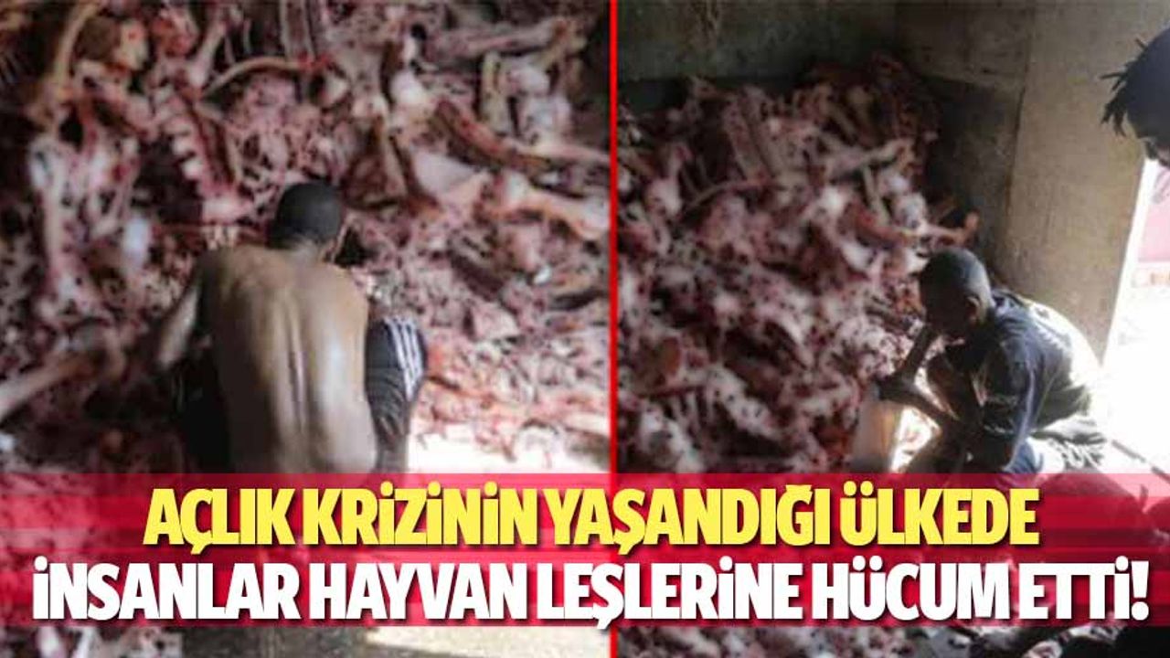 Açlık krizinin yaşandığı ülkede insanlar hayvan leşlerine hücum etti!
