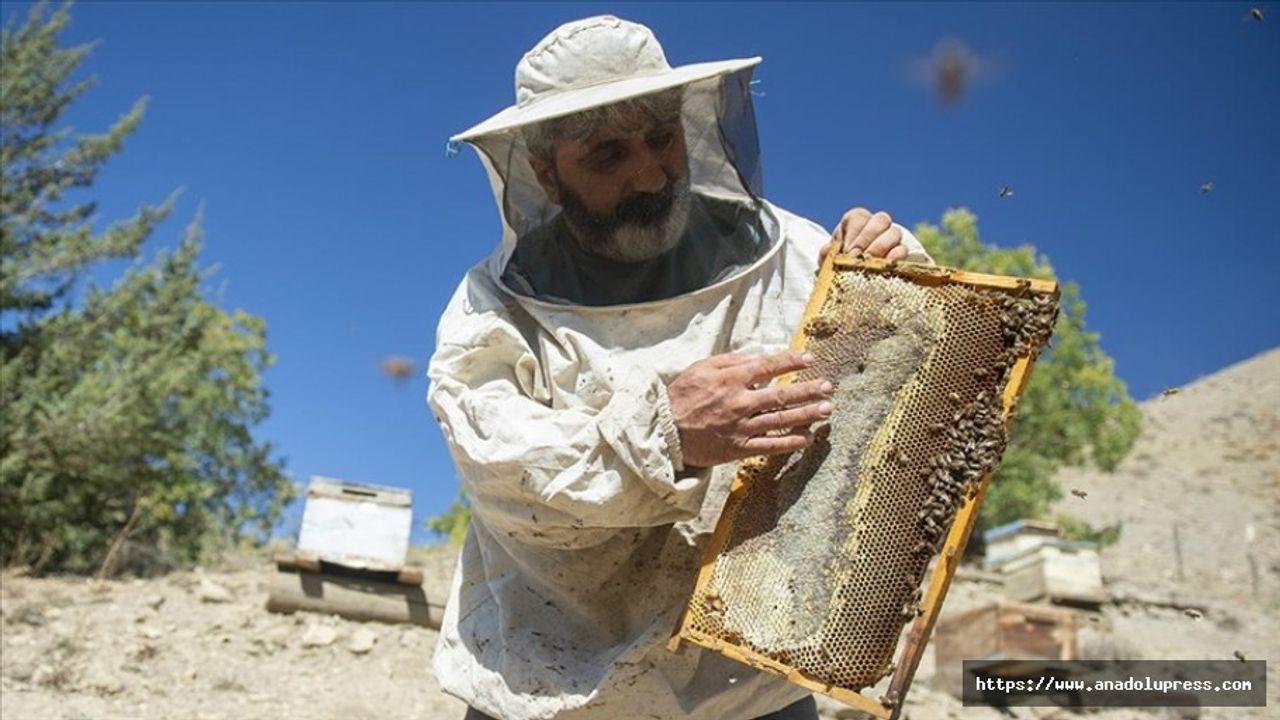Doğa Tutkunu Arıcı 5 Yıldır 'Ayıların Bal Hakkını' Doğaya Bırakıyor
