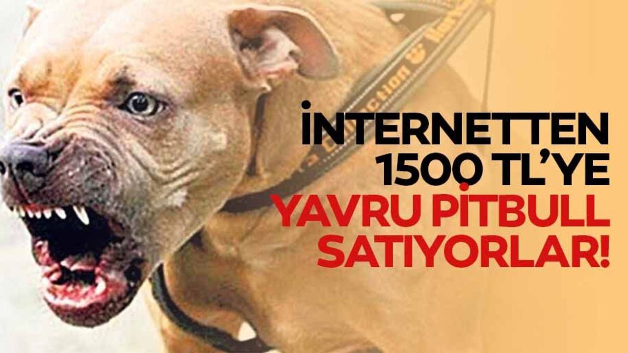 İnternetten 1500 Tl’ye Yavru Pitbull Satışı