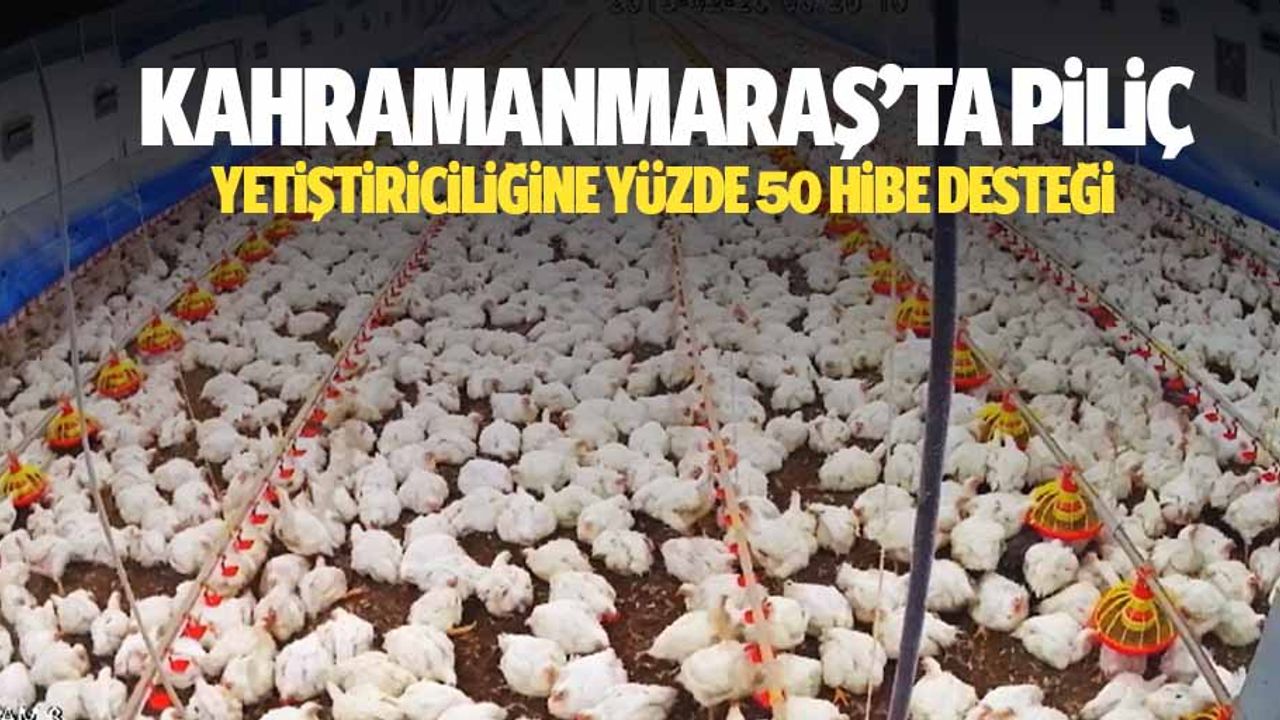 Kahramanmaraş’ta piliç yetiştiriciliğine yüzde 50 hibe desteği