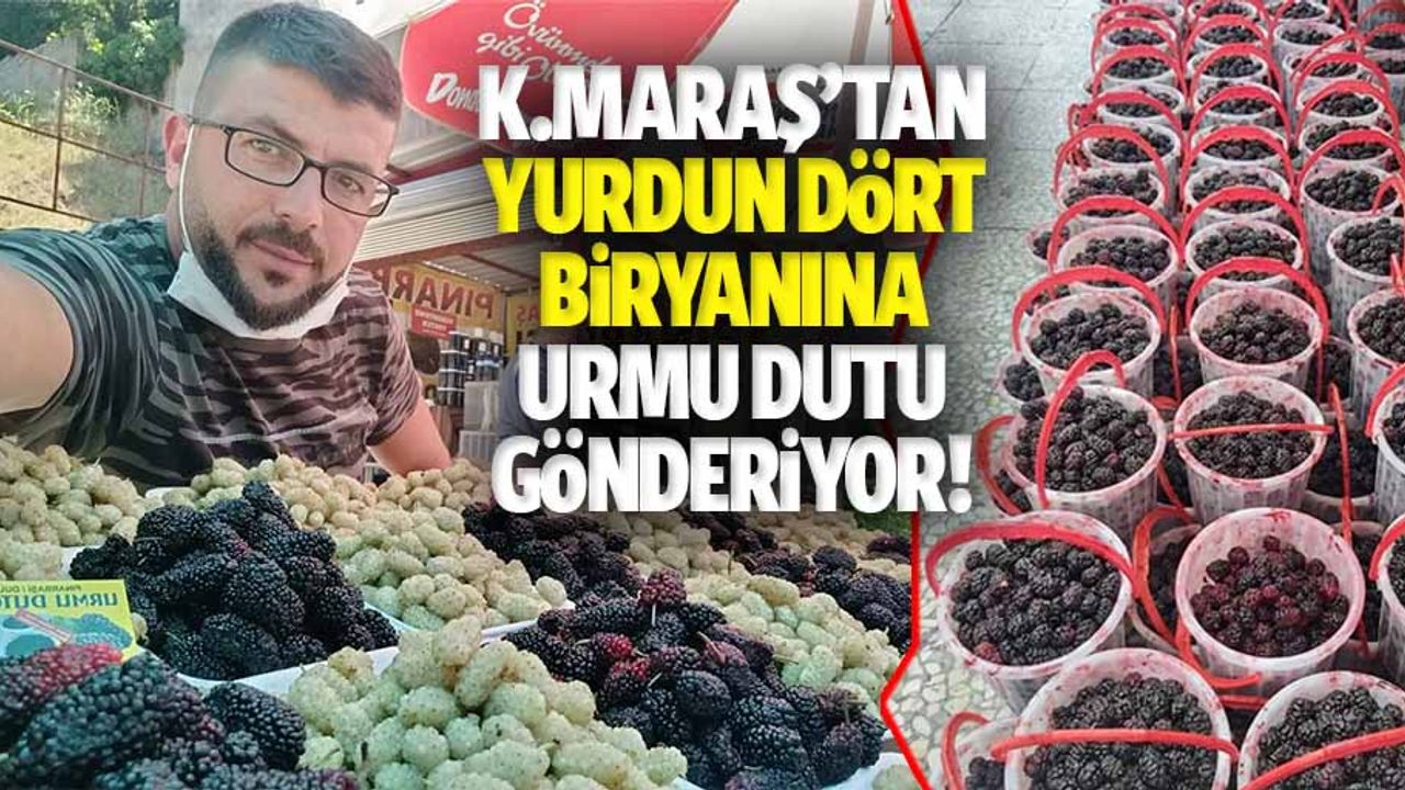 Kahramanmaraş’tan yurdun dört biryanına urmu dutu gönderiyor!