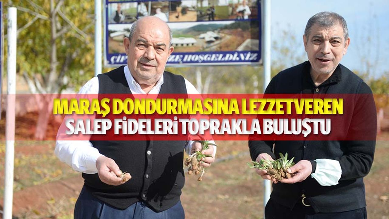 Maraş Dondurmasına Lezzet Veren Salep Fideleri Toprakla Buluştu