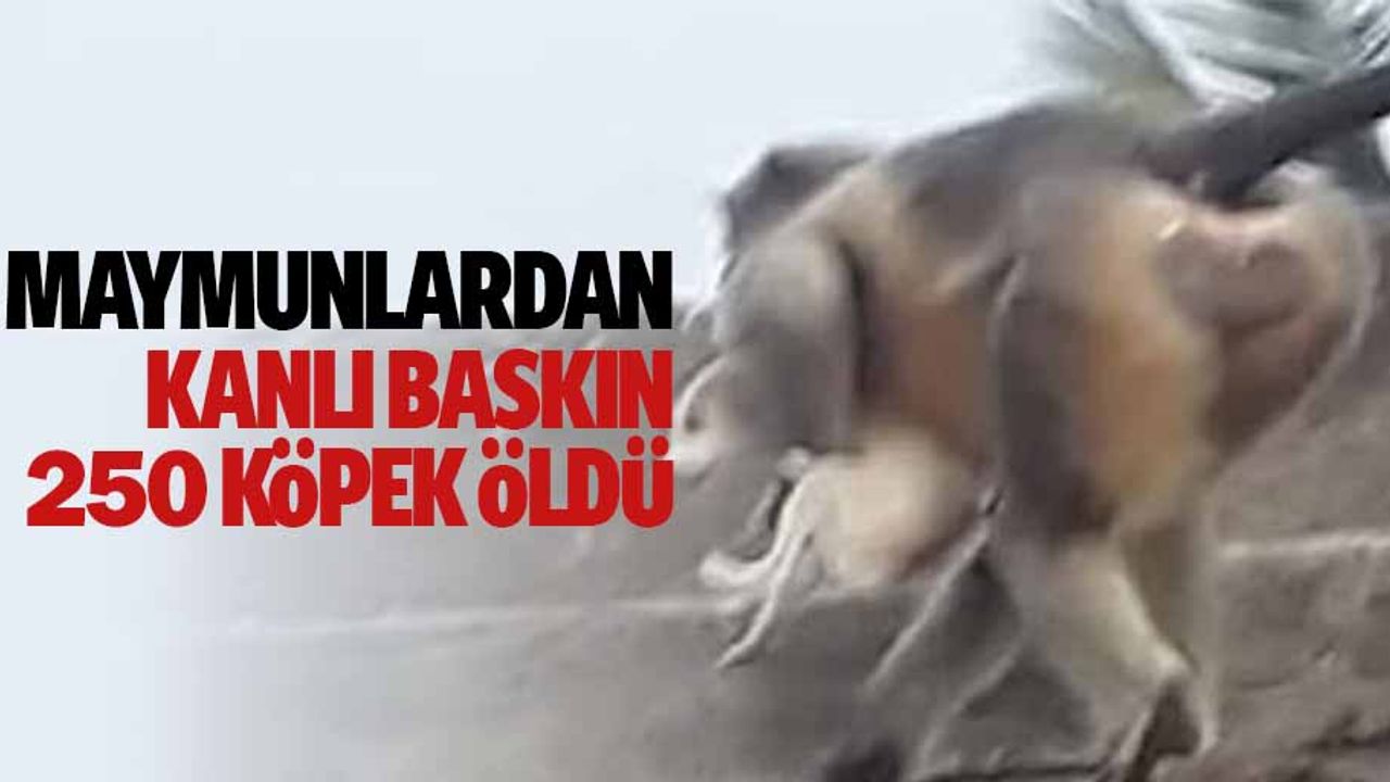 Maymunlardan kanlı baskın: 250 köpek öldü