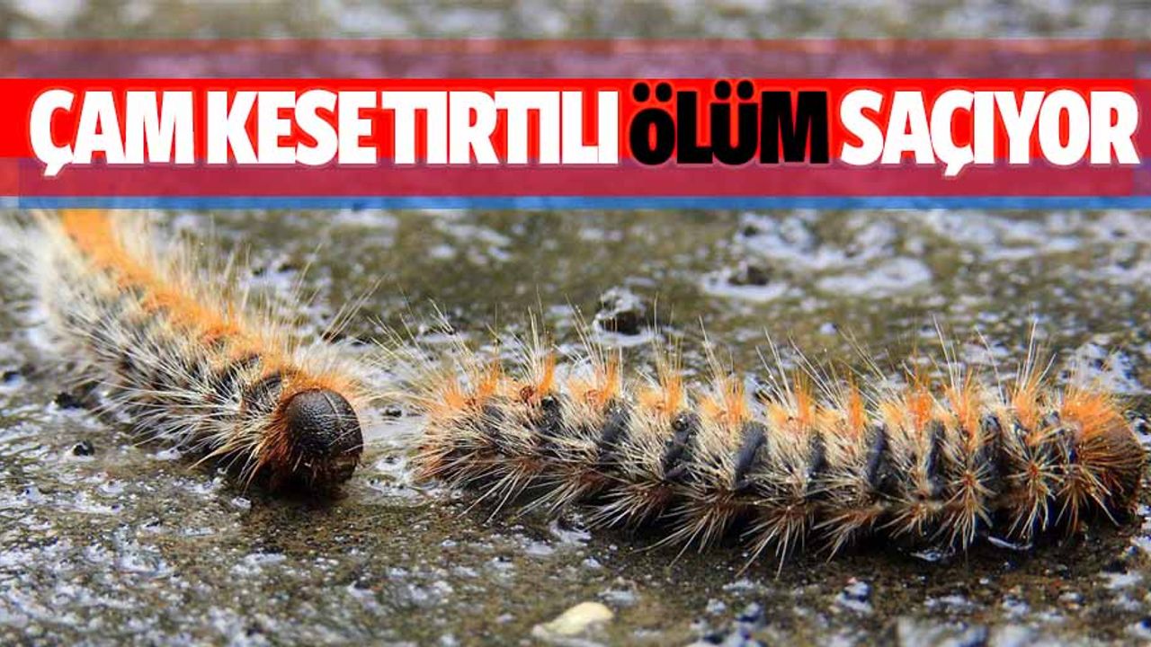 Çam kese tırtılı ölüm saçıyor